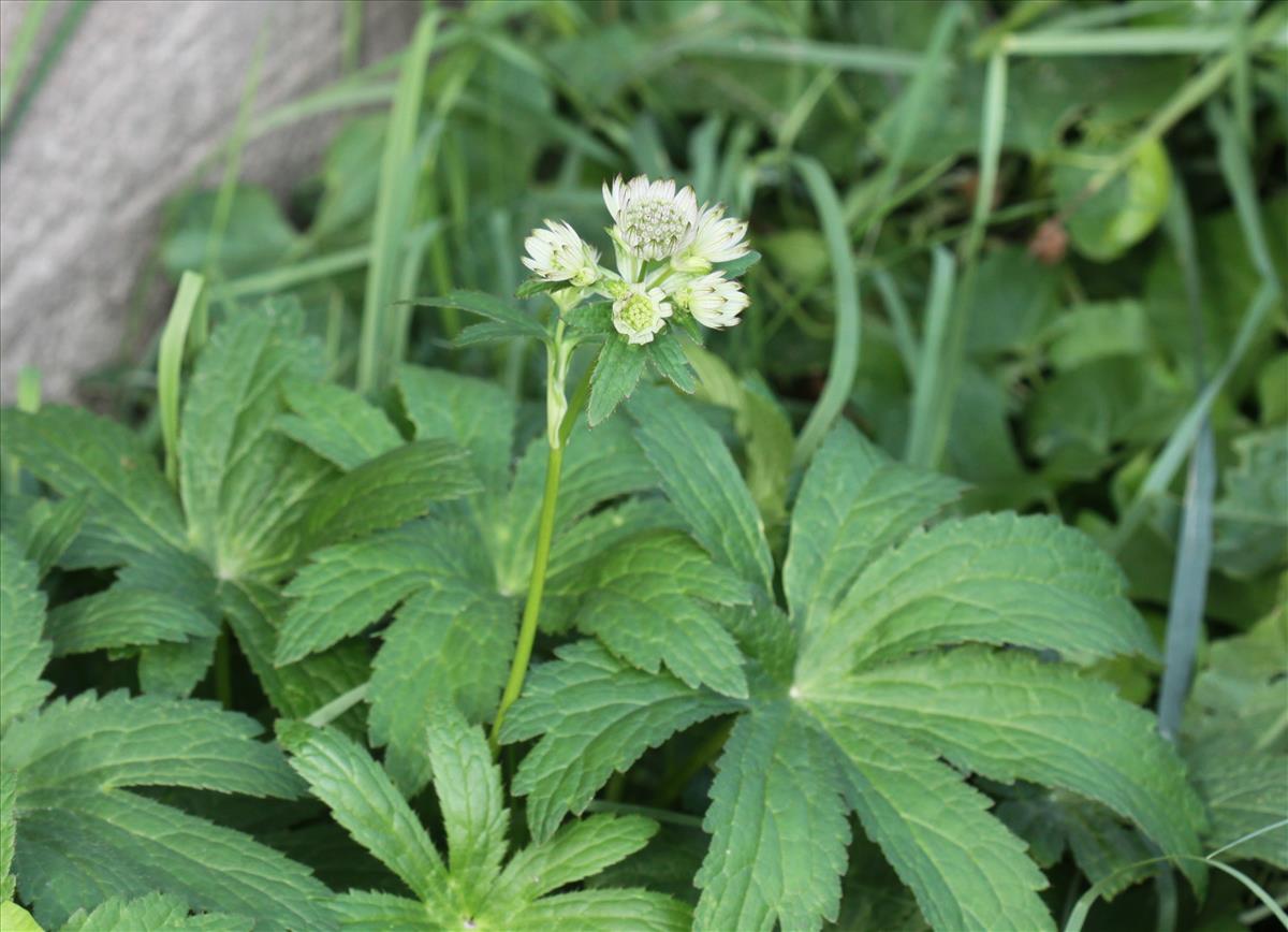 Astrantia major (door Peter Meininger)