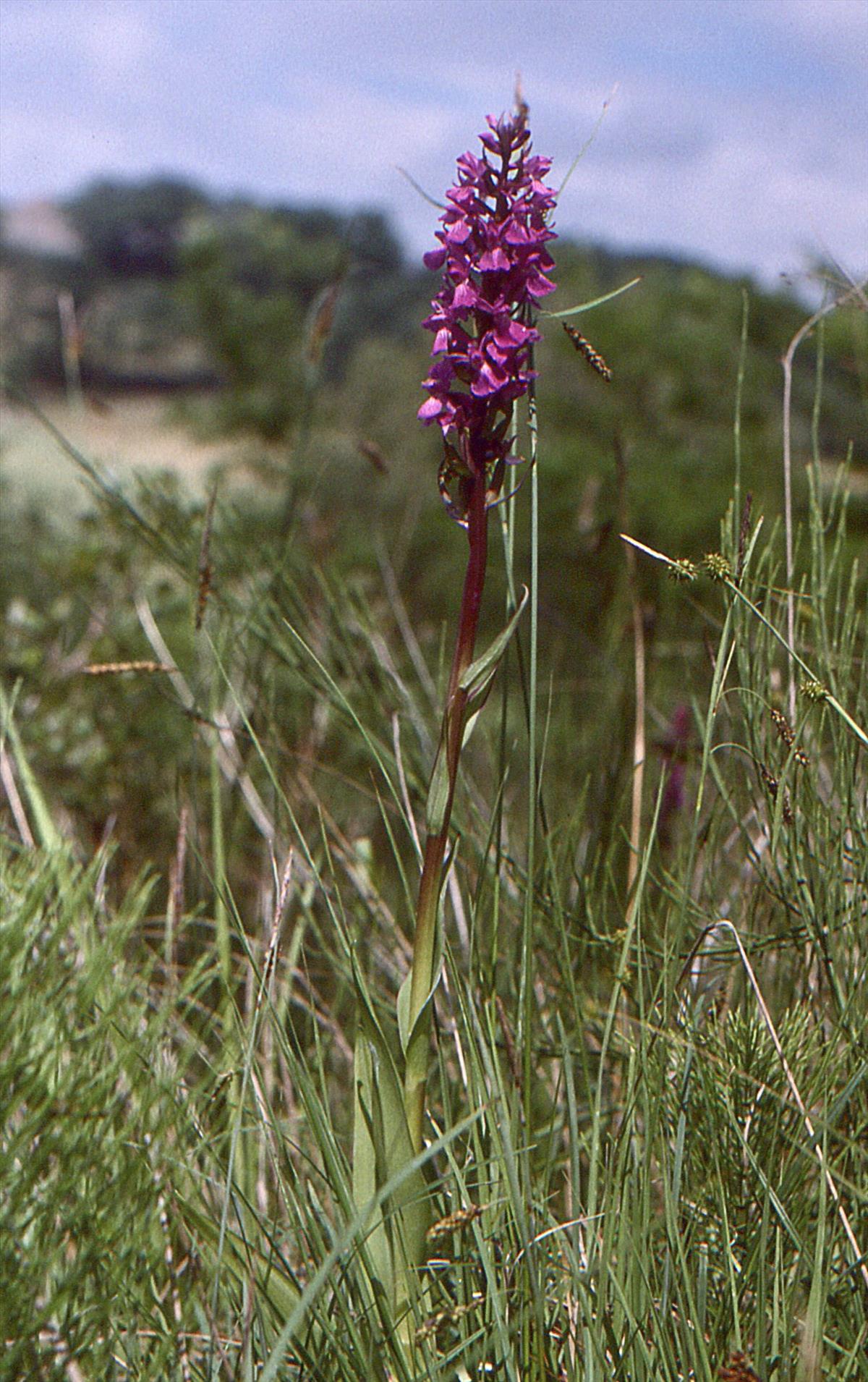 Dactylorhiza elata subsp. sesquipedalis (door Jelle Hofstra)