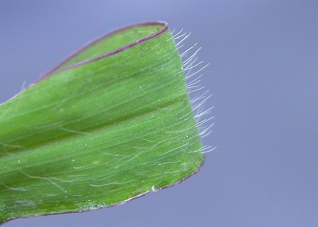 Digitaria sanguinalis (door Peter Meininger)