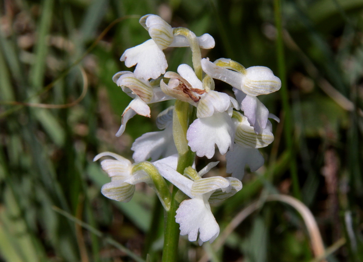 Anacamptis morio (door Peter Meininger)