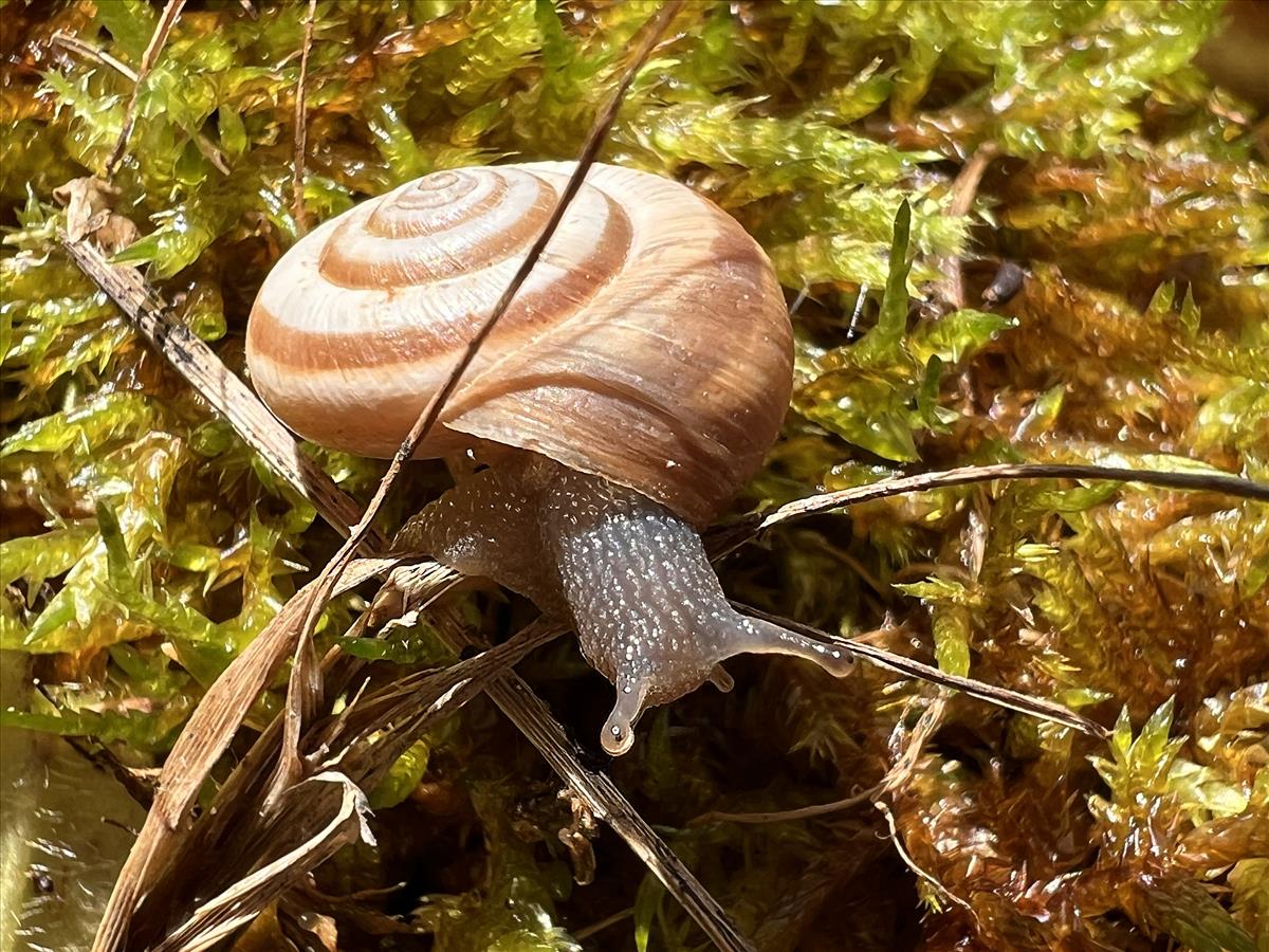 Helicella itala itala (door Adriaan Gmelig Meyling)