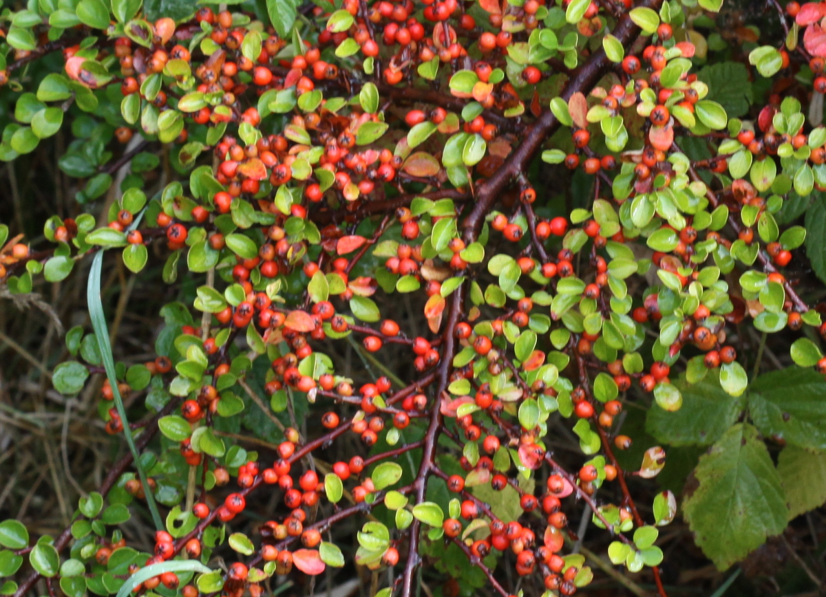 Cotoneaster apiculatus (door Peter Meininger)