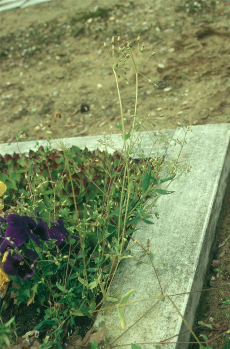 Holosteum umbellatum (door Adrie van Heerden)