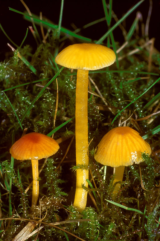 Hygrocybe glutinipes (door Henk Huijser)