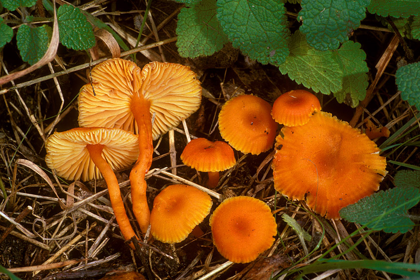 Hygrocybe miniata (door Henk Huijser)