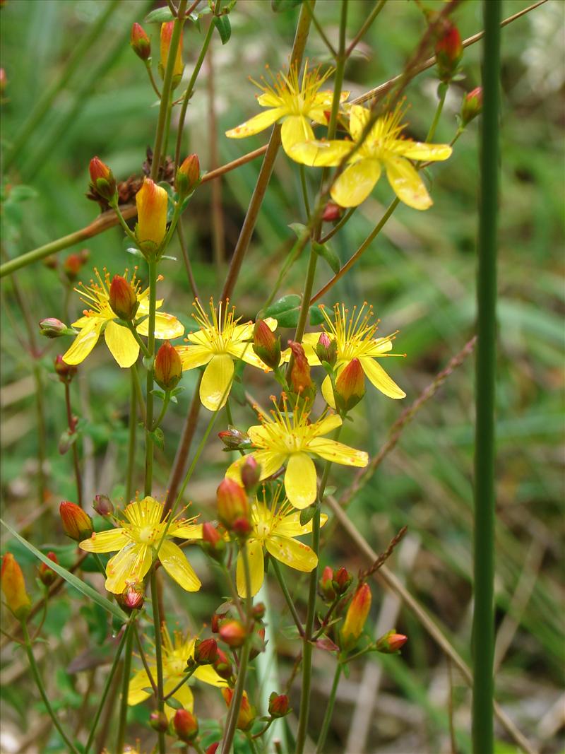 Hypericum pulchrum (door Adrie van Heerden)