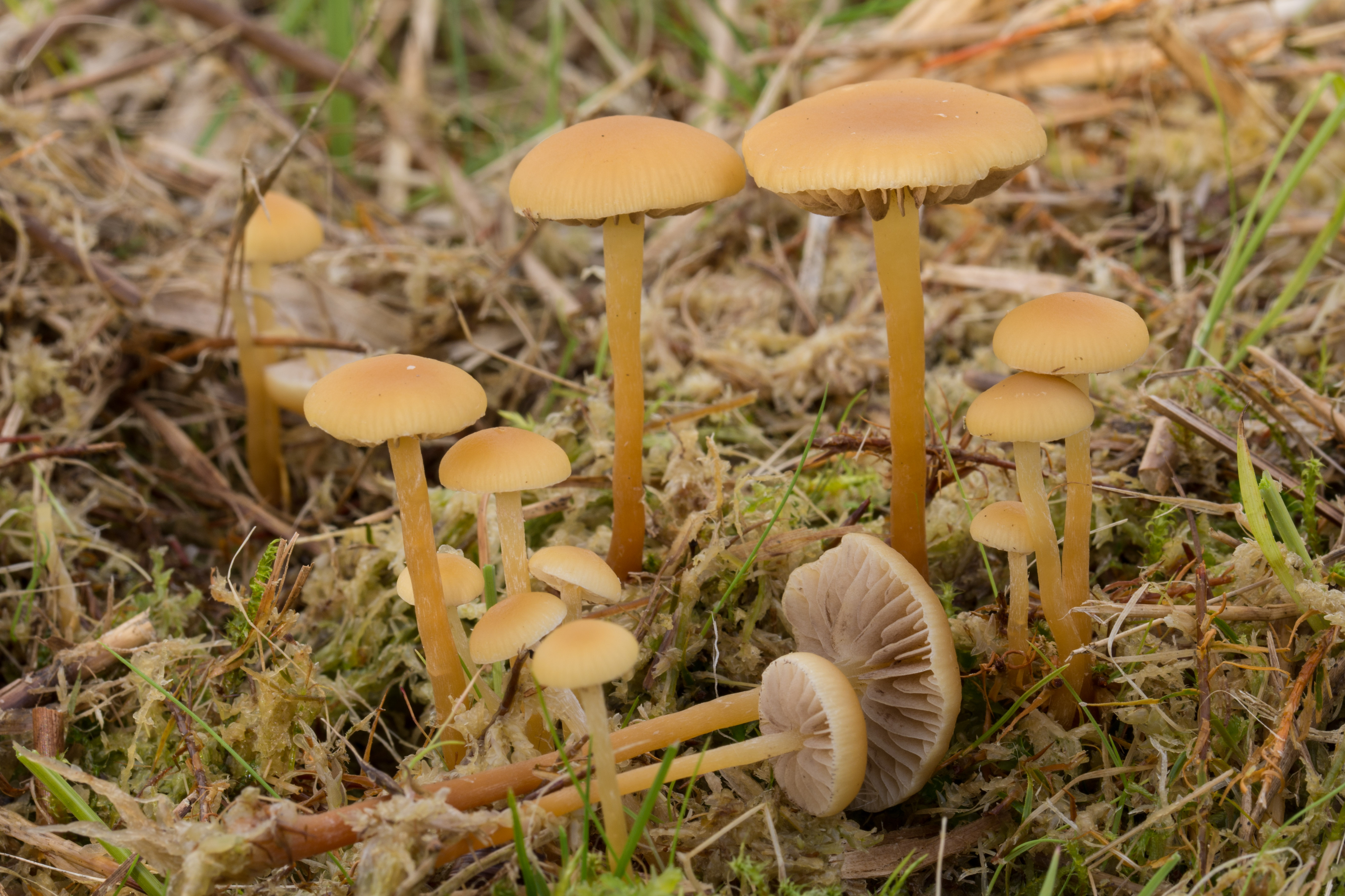 Hypholoma elongatum (door Roeland Enzlin)