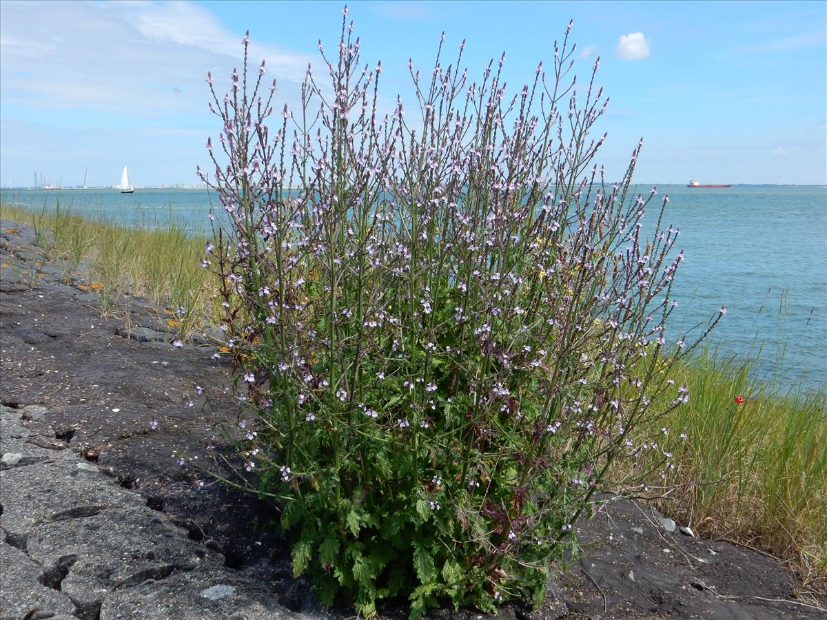 Verbena officinalis (door Peter Meininger)