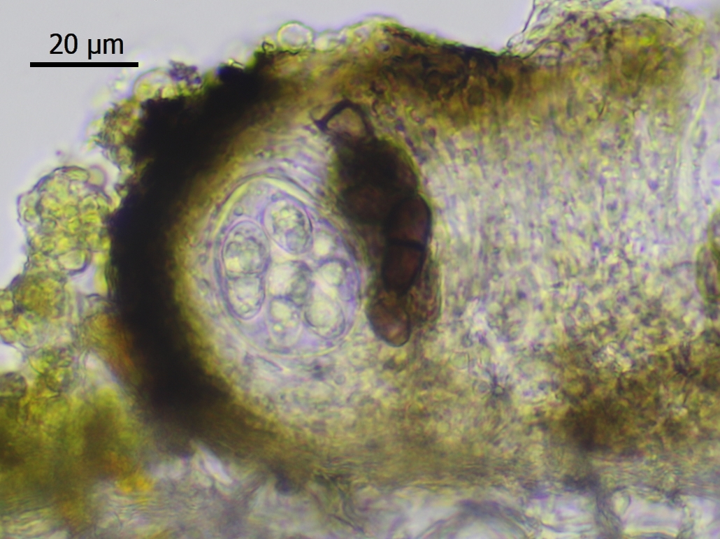 Melaspileella proximella (door Matthijs Molenaar)