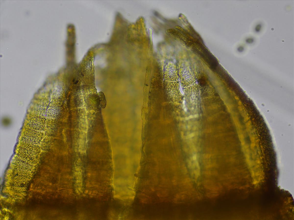 Orthotrichum pumilum var. pumilum (door Lukas Verboom)