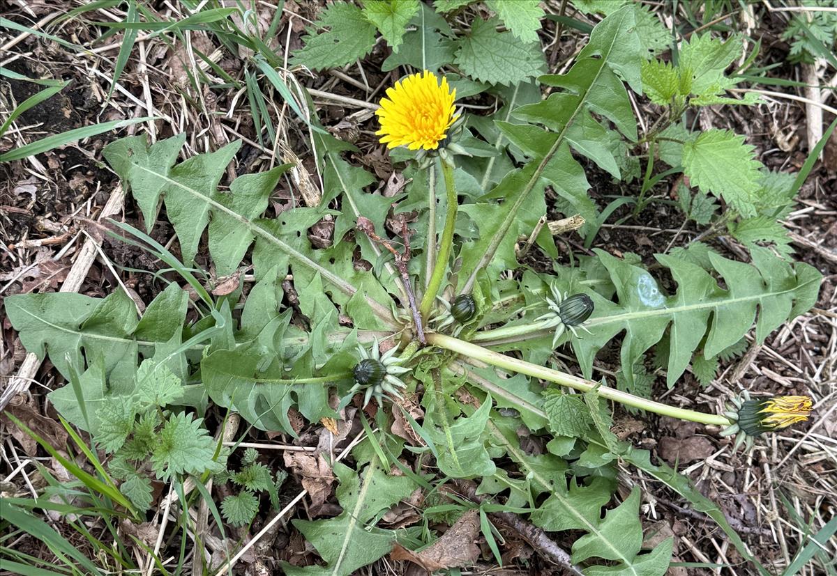 Taraxacum subpraticola (door Jelle Hofstra)