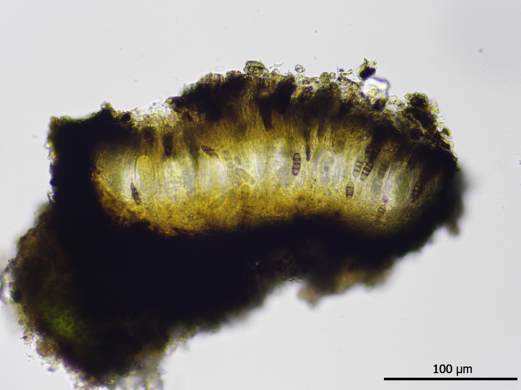 Opegrapha opaca (door Lukas Verboom)