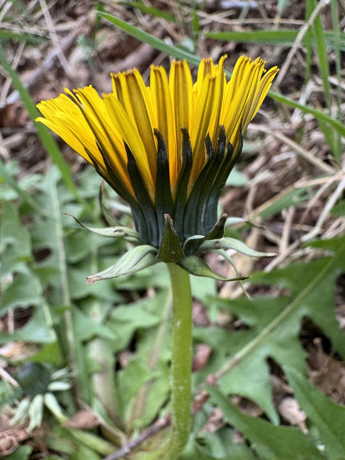 Taraxacum subpraticola (door Jelle Hofstra)