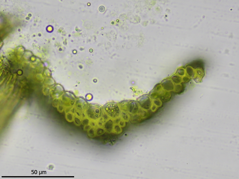 Dicranella howei (door Lukas Verboom)