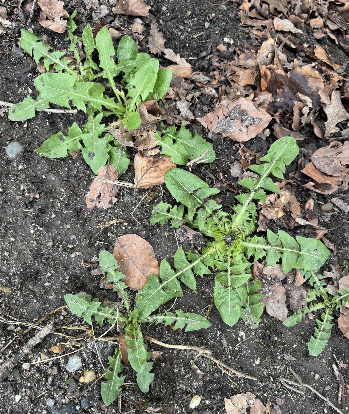 Taraxacum undulatum (door Jelle Hofstra)