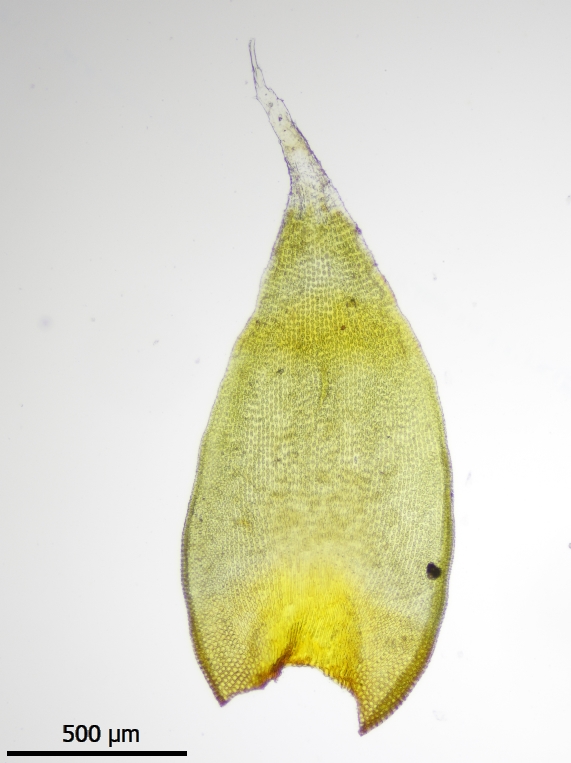 Hedwigia ciliata var. ciliata (door Lukas Verboom)