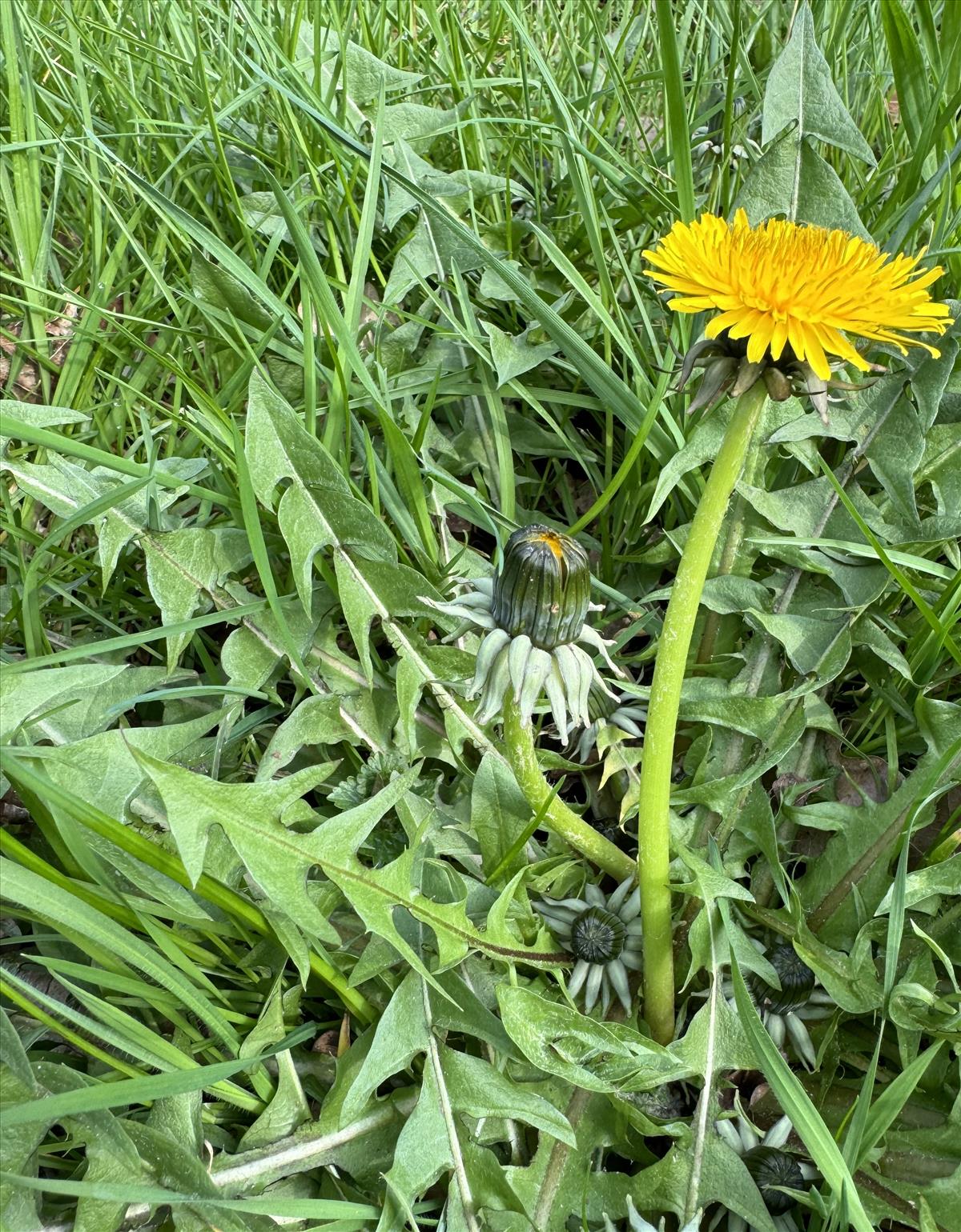 Taraxacum aequilobum (door Jelle J. Hofstra)