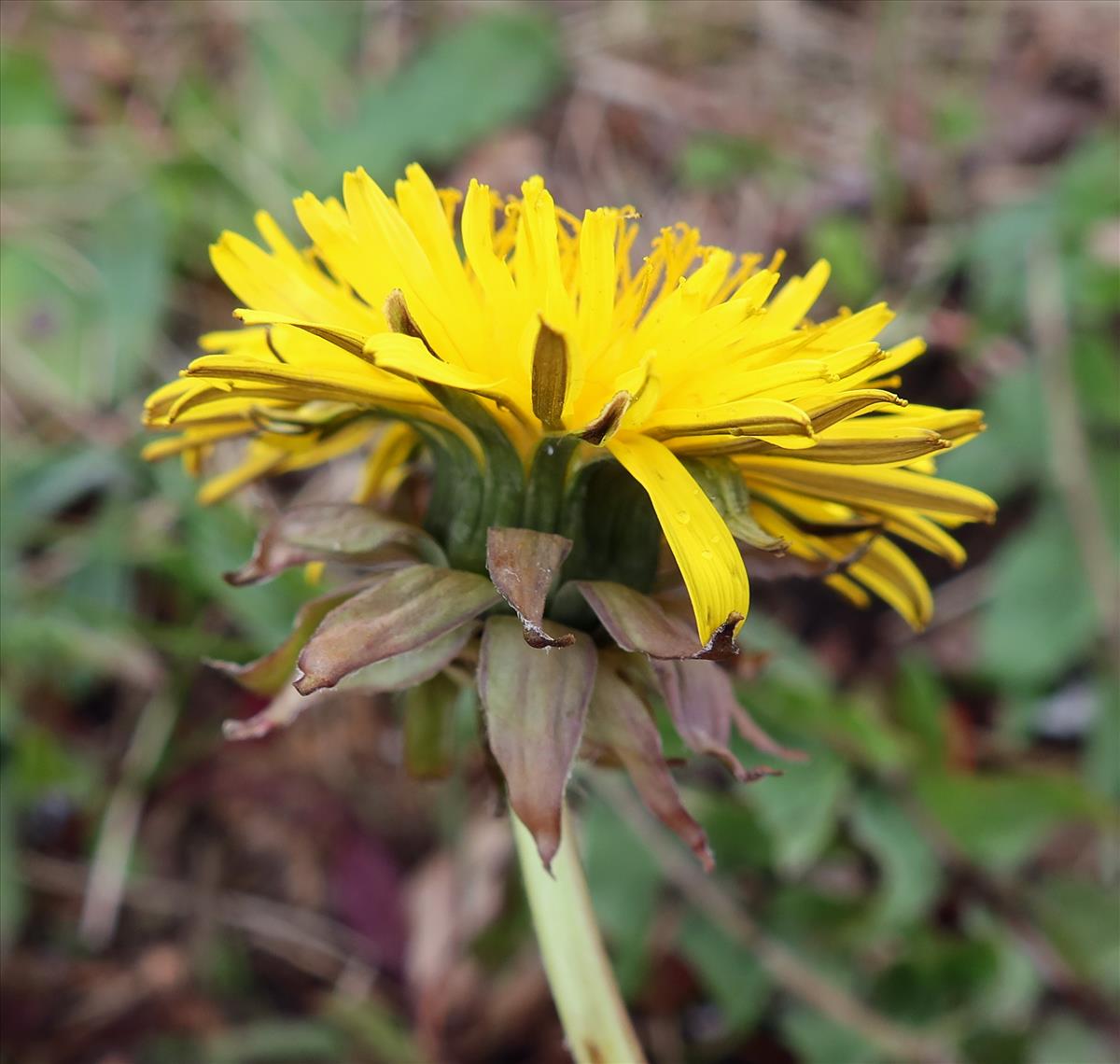 Taraxacum subxanthostigma (door Otto Zijlstra)