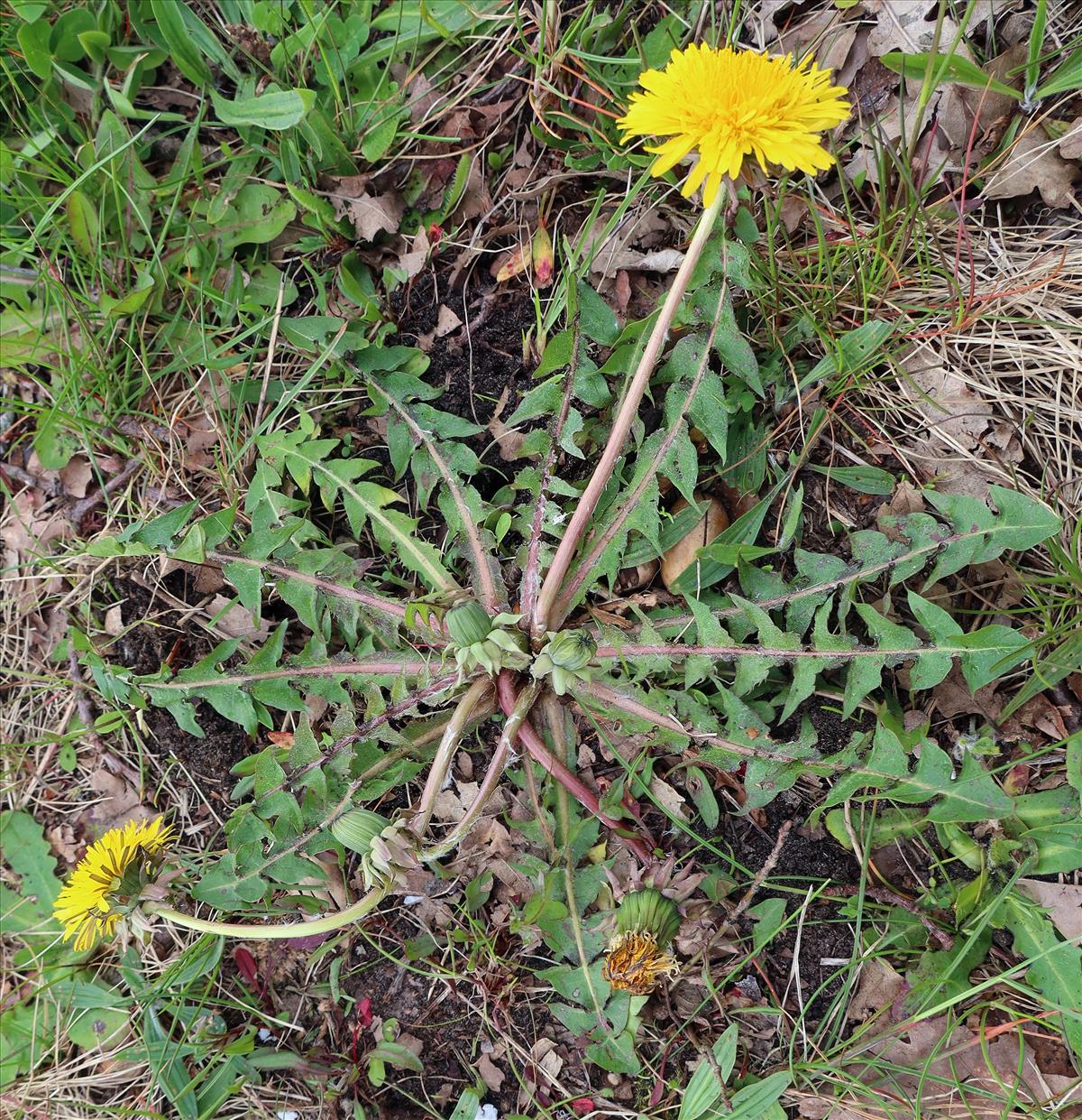 Taraxacum subxanthostigma (door Otto Zijlstra)