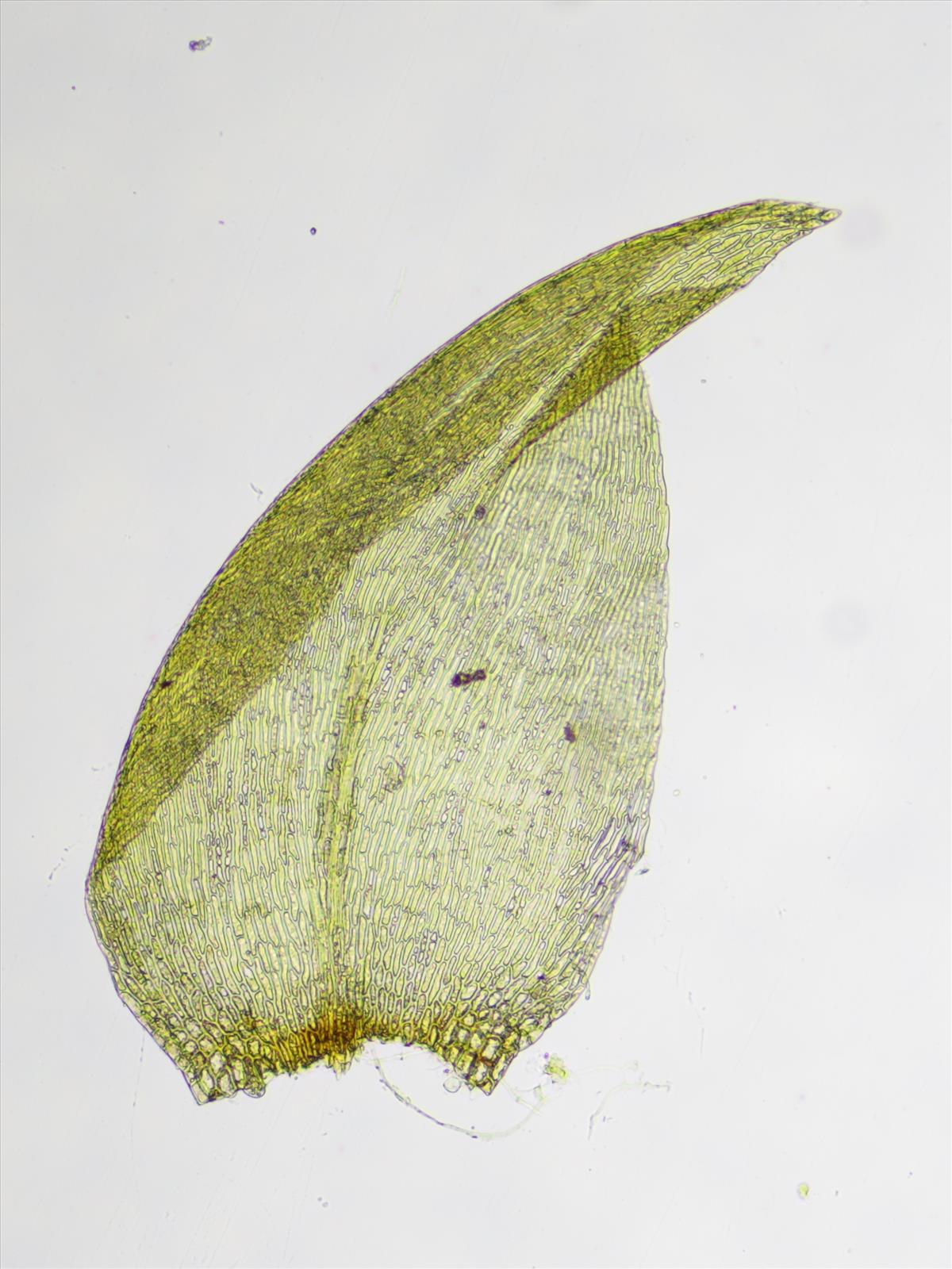 Hygrohypnum luridum (door Lukas Verboom)