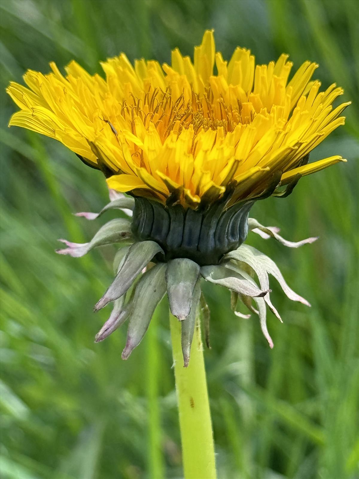 Taraxacum aequilobum (door Jelle J. Hofstra)