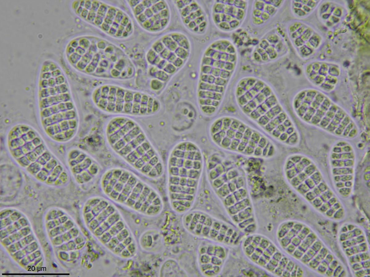 Arthonia ruana (door Lukas Verboom)