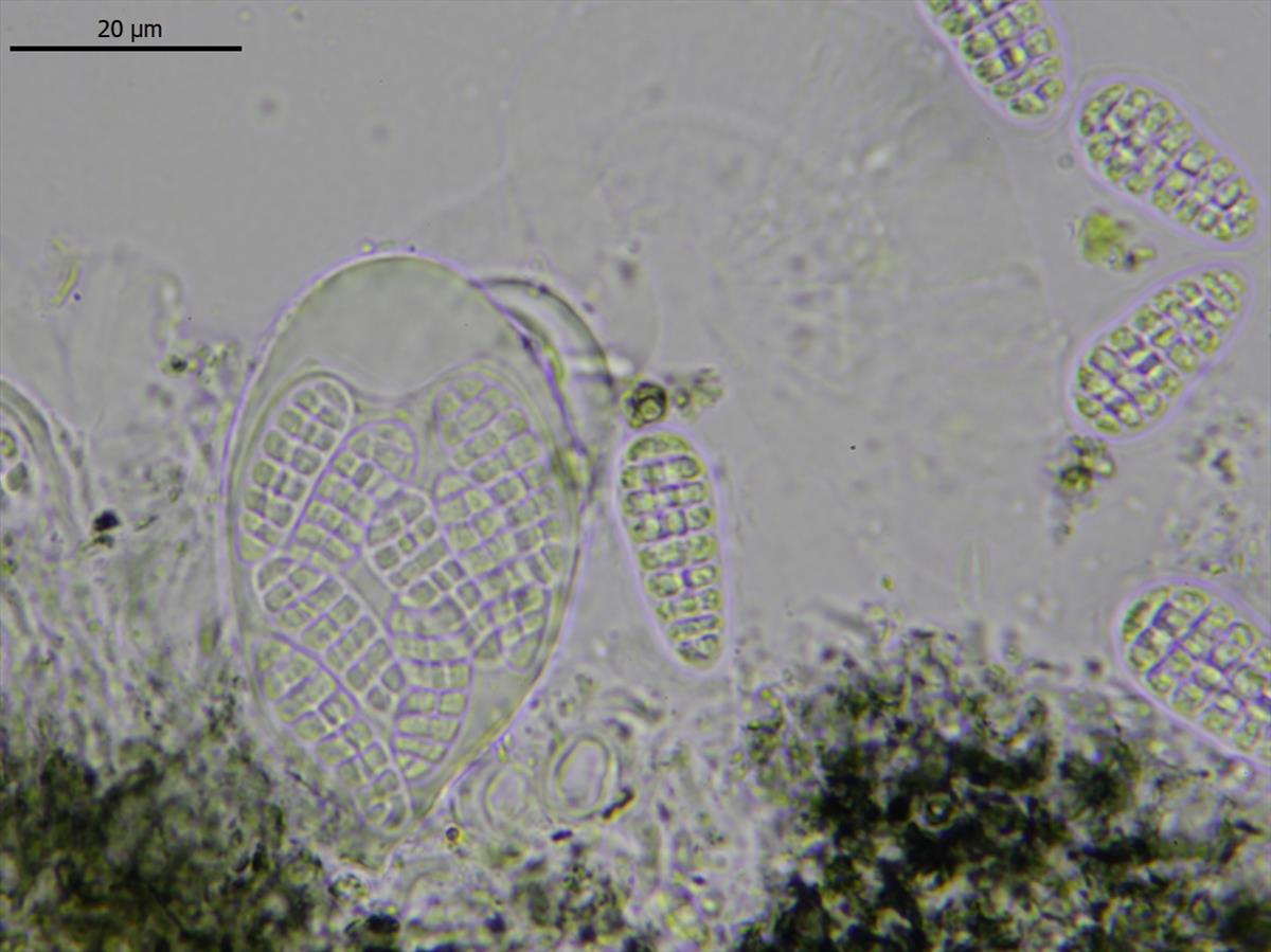 Arthonia ruana (door Lukas Verboom)