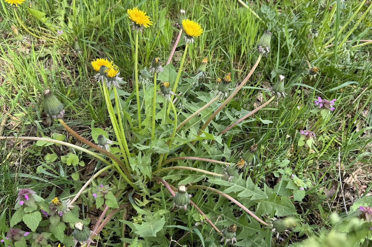 Taraxacum polyodon (door Jelle Hofstra)