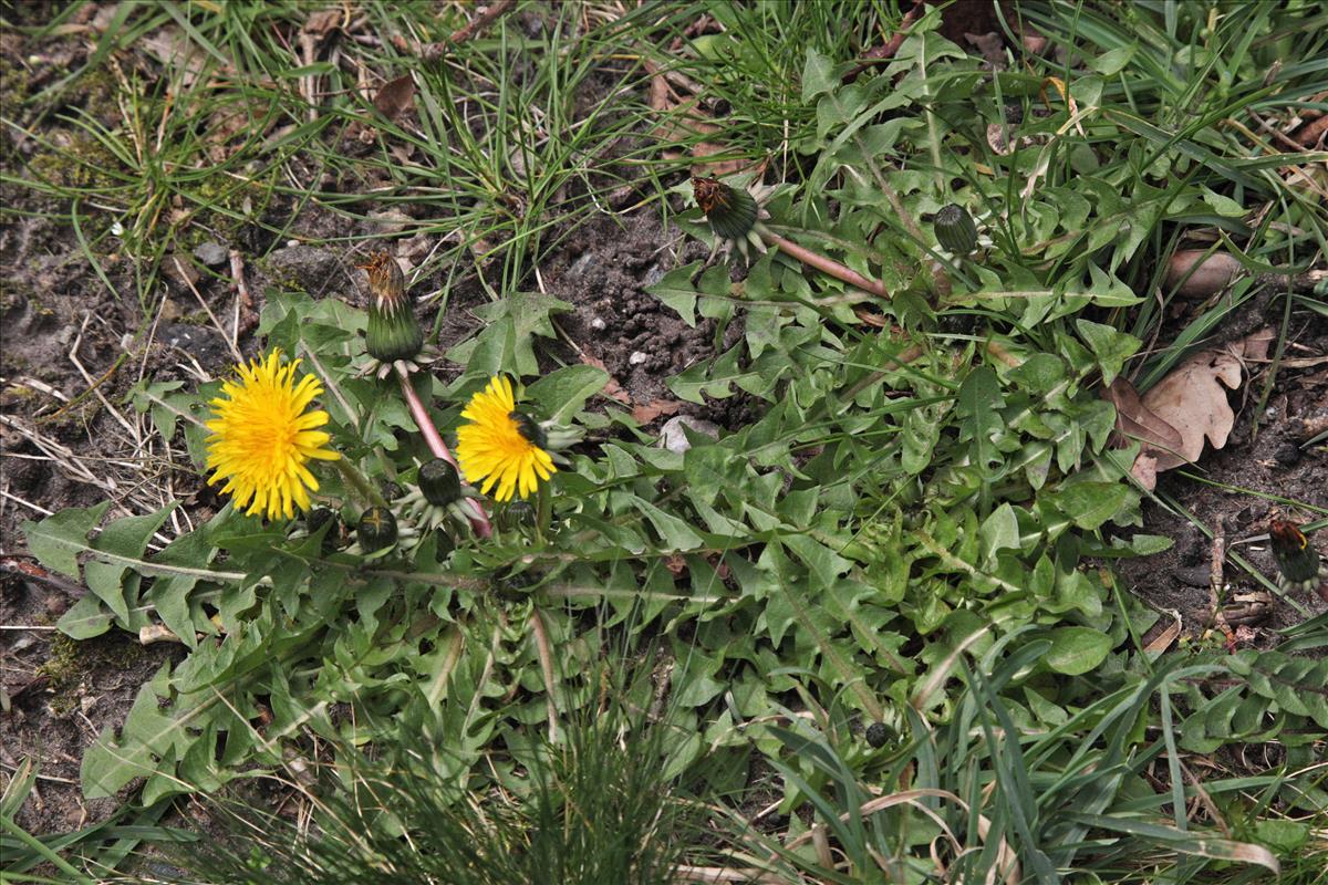 Taraxacum subpraticola (door Jelle Hofstra)