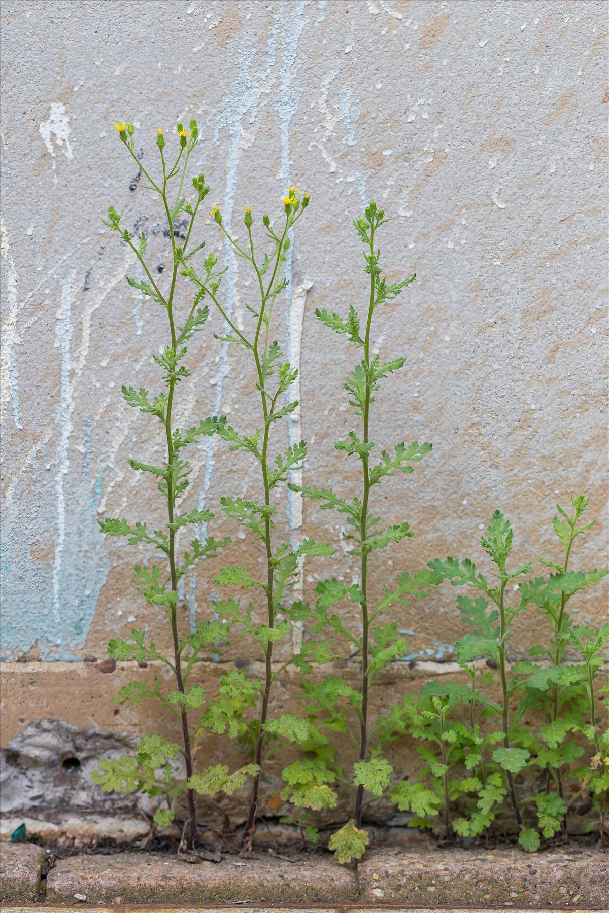 Senecio viscosus (door Bert Blok)