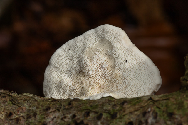 Trametes hirsuta (door Peter Koblenz)