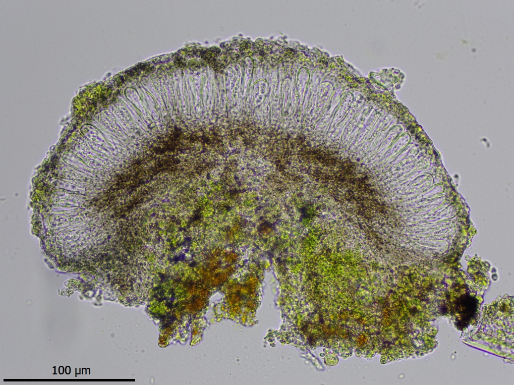 Bryostigma muscigenum (door Lukas Verboom)