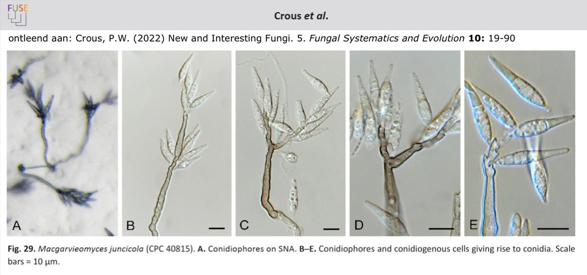 Macgarvieomyces juncicola (door Pedro Crous)