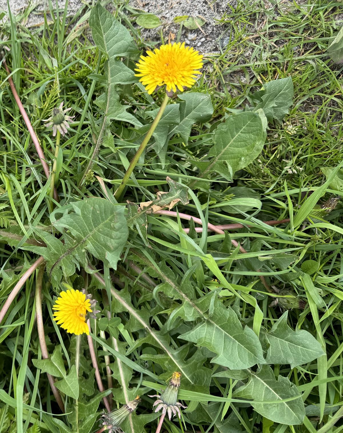 Taraxacum polyodon (door Jelle Hofstra)