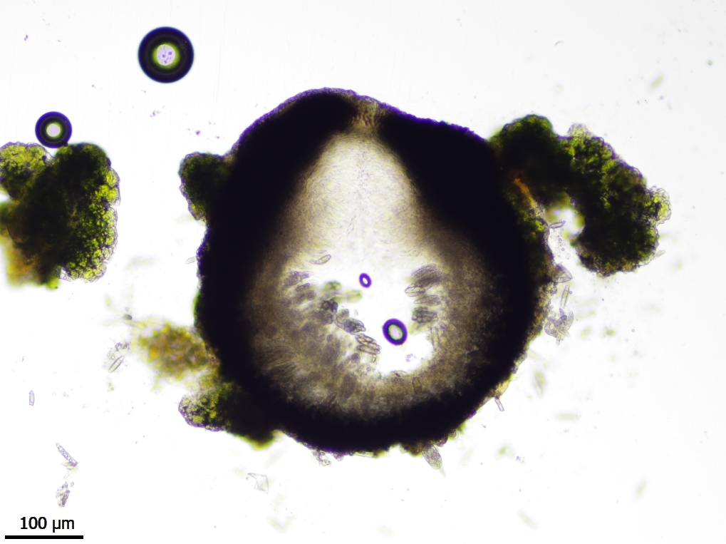 Normandina acroglypta (door Lukas Verboom)