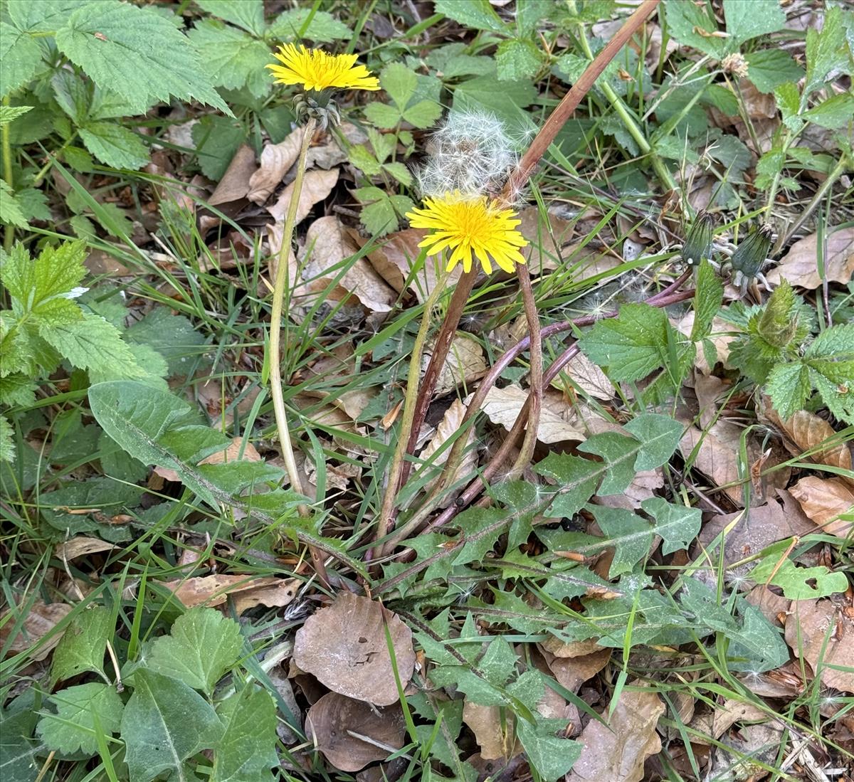 Taraxacum quadrans (door Jelle Hofstra)