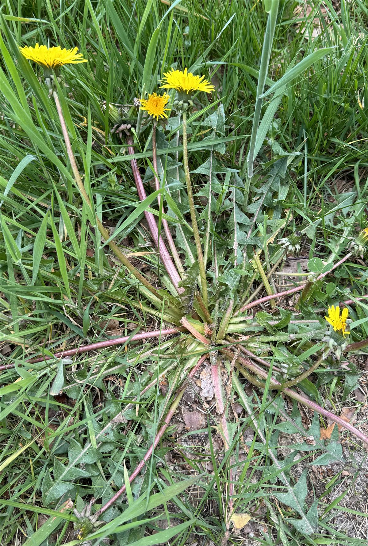 Taraxacum aequilobum (door Jelle J. Hofstra)