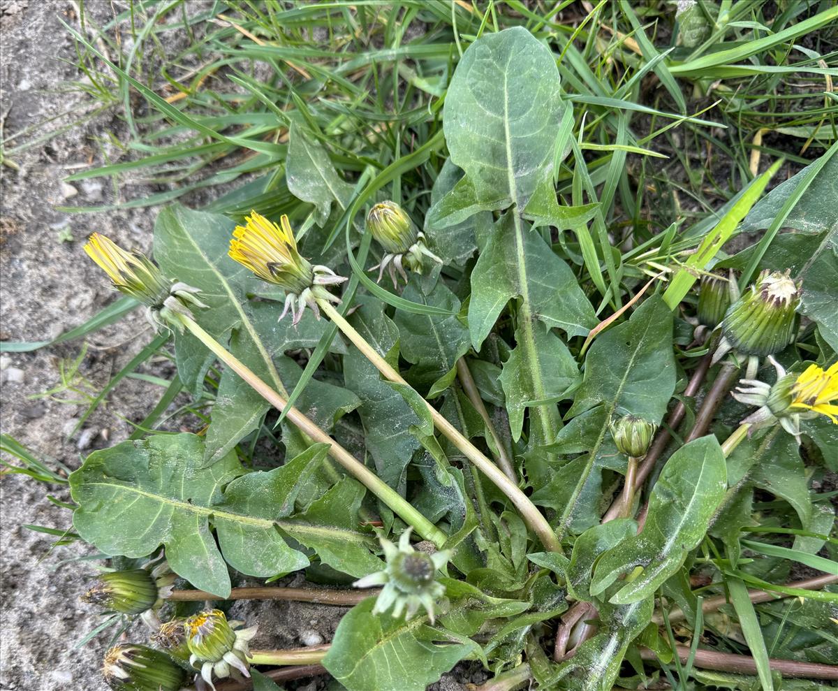 Taraxacum ancistrolobum (door Jelle J. Hofstra)