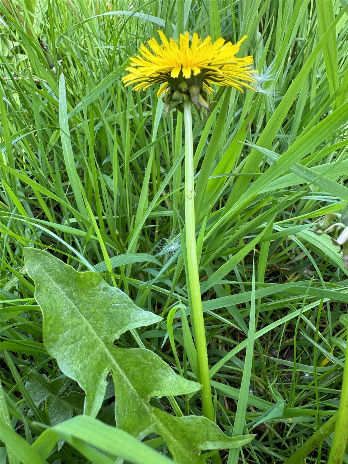 Taraxacum aequilobum (door Jelle J. Hofstra)