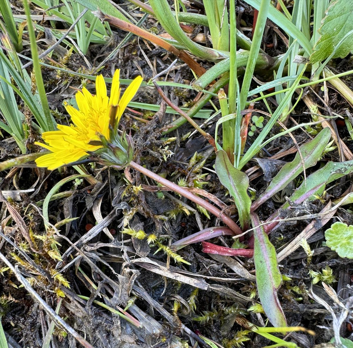 Taraxacum nordstedtii (door Jelle J. Hofstra)