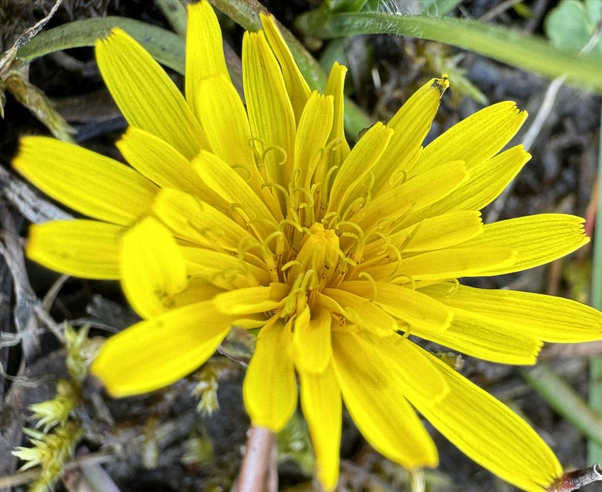 Taraxacum nordstedtii (door Jelle J. Hofstra)