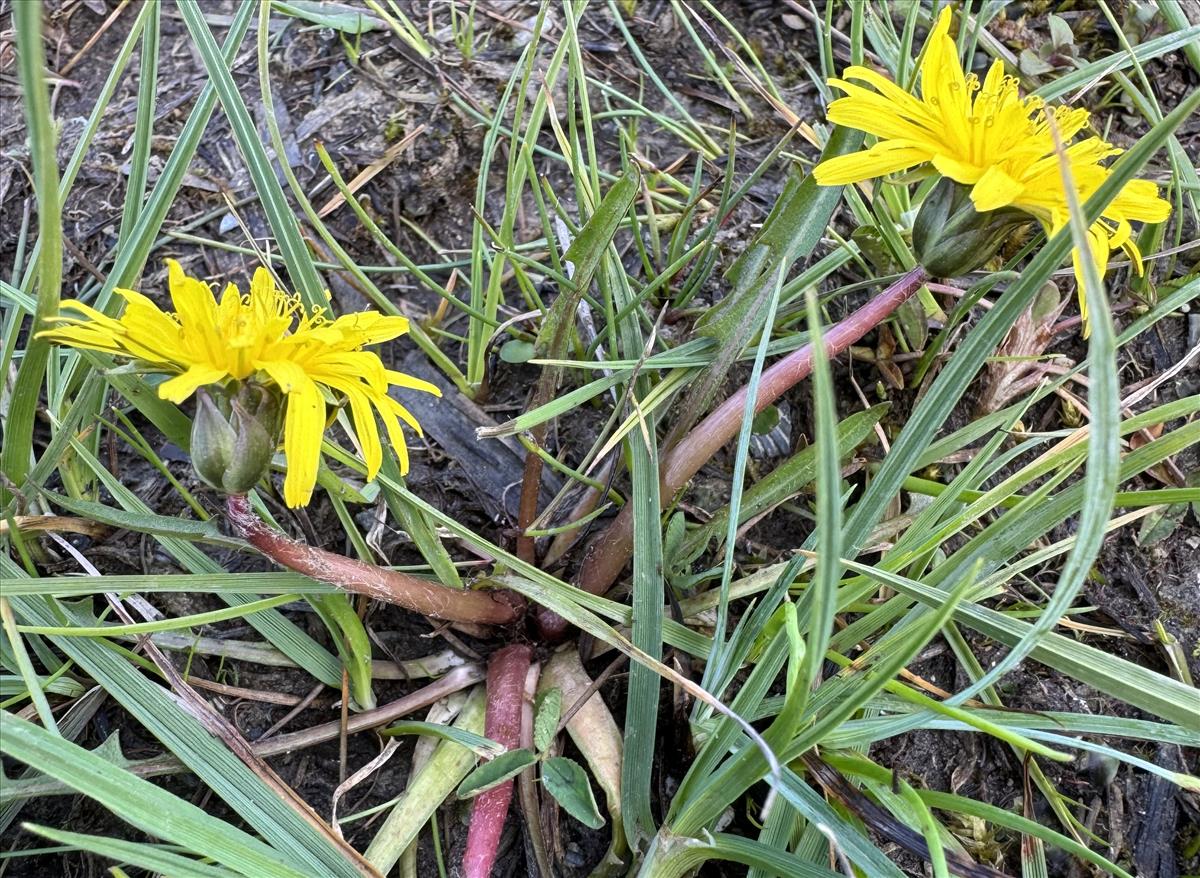 Taraxacum palustre s.s. (door Jelle J. Hofstra)