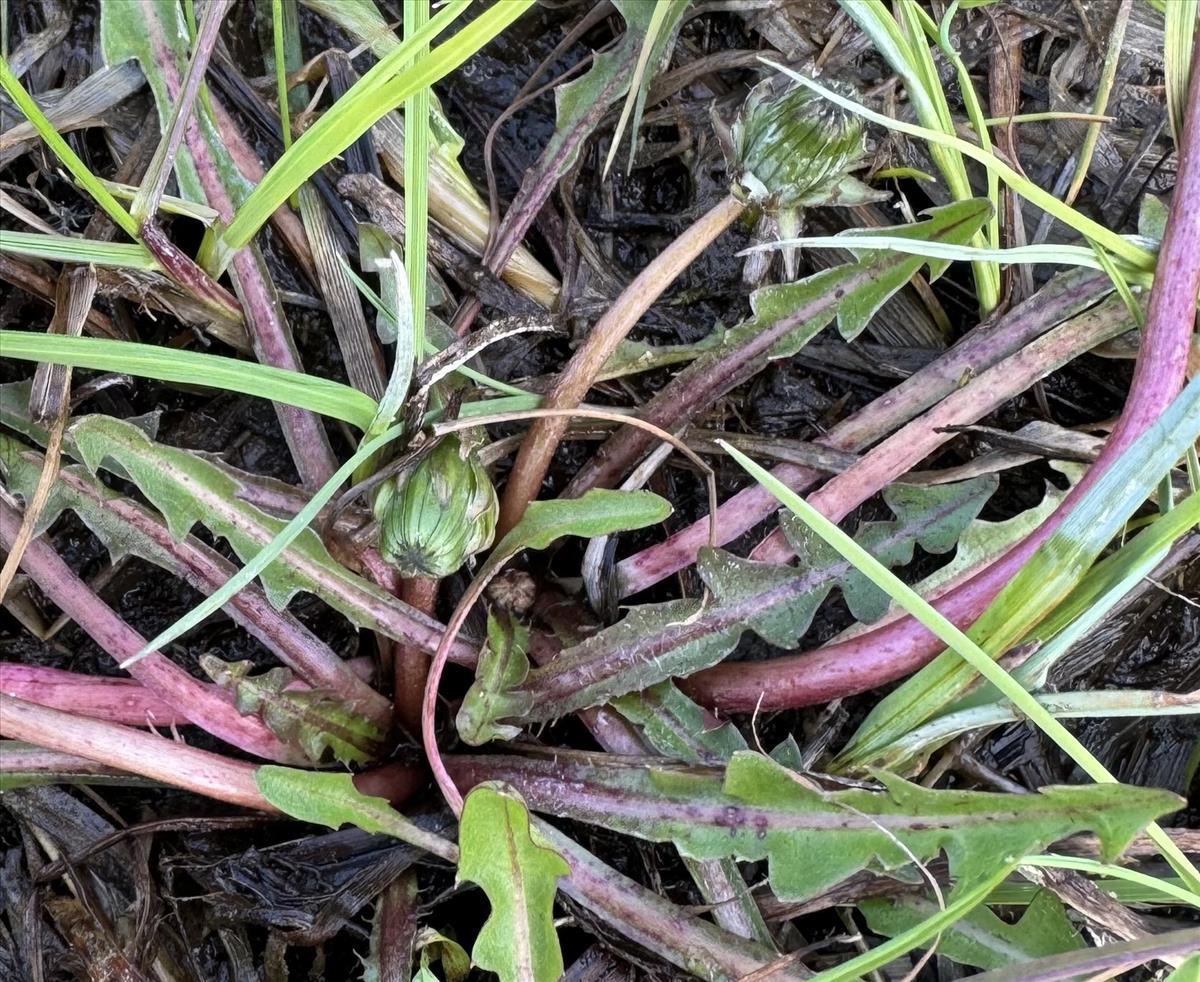 Taraxacum nordstedtii (door Jelle J. Hofstra)