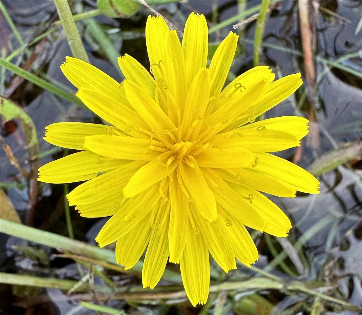 Taraxacum palustre s.s. (door Jelle J. Hofstra)