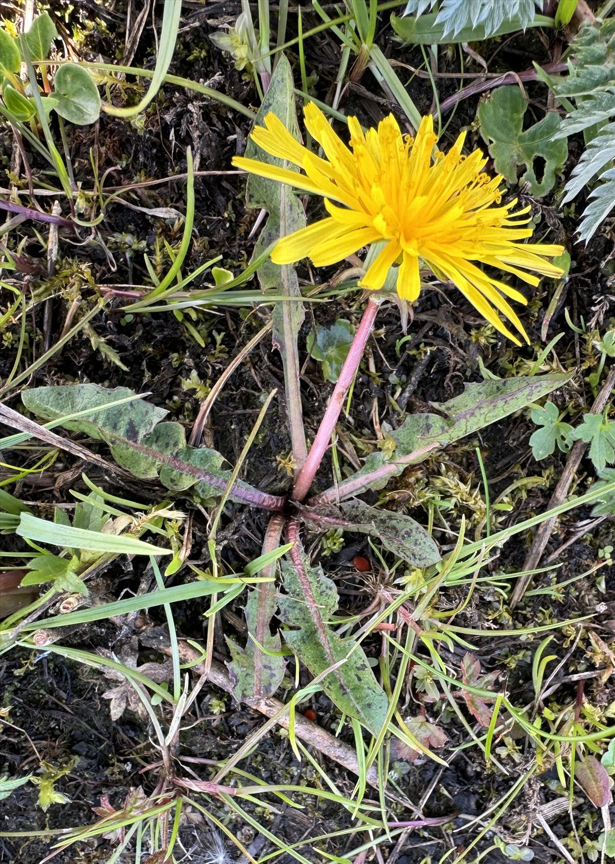 Taraxacum euryphyllum (door Jelle J. Hofstra)