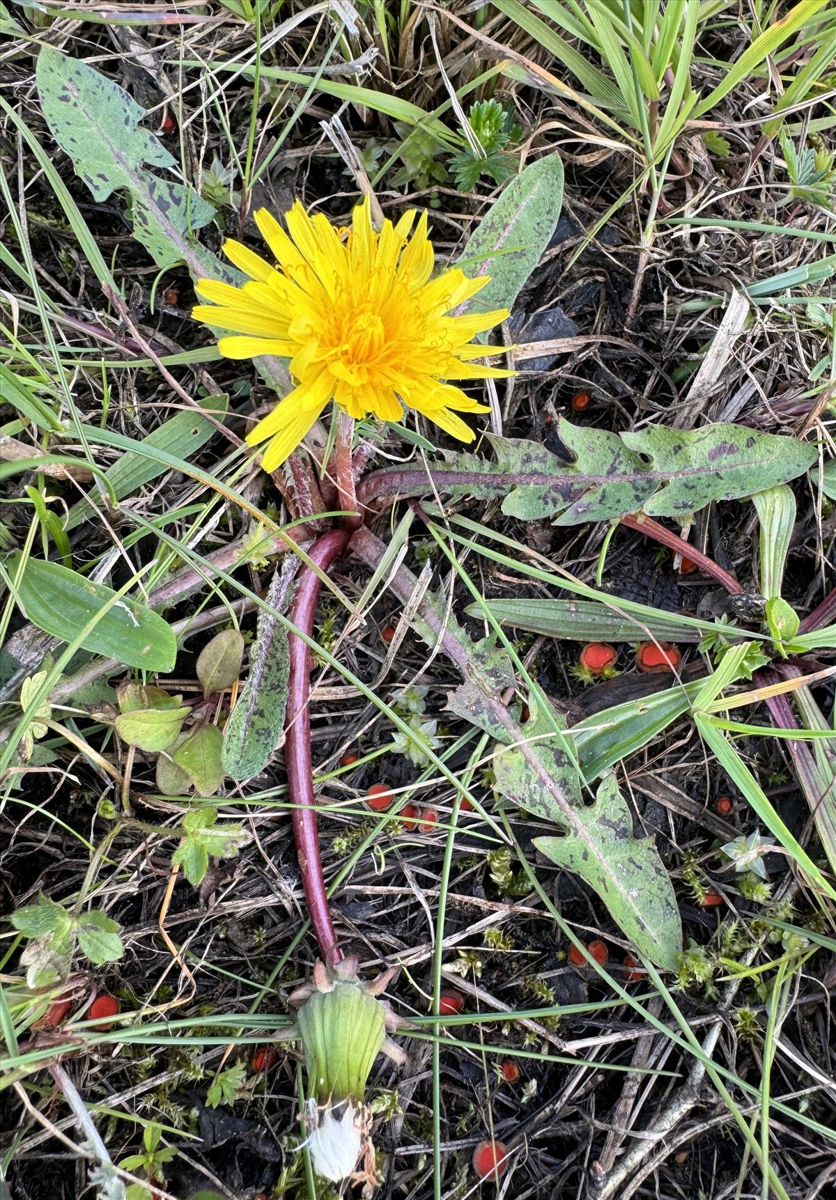 Taraxacum euryphyllum (door Jelle J. Hofstra)