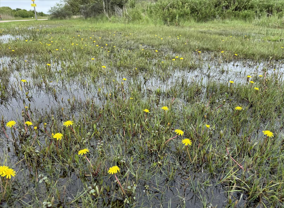 Taraxacum palustre s.s. (door Jelle J. Hofstra)