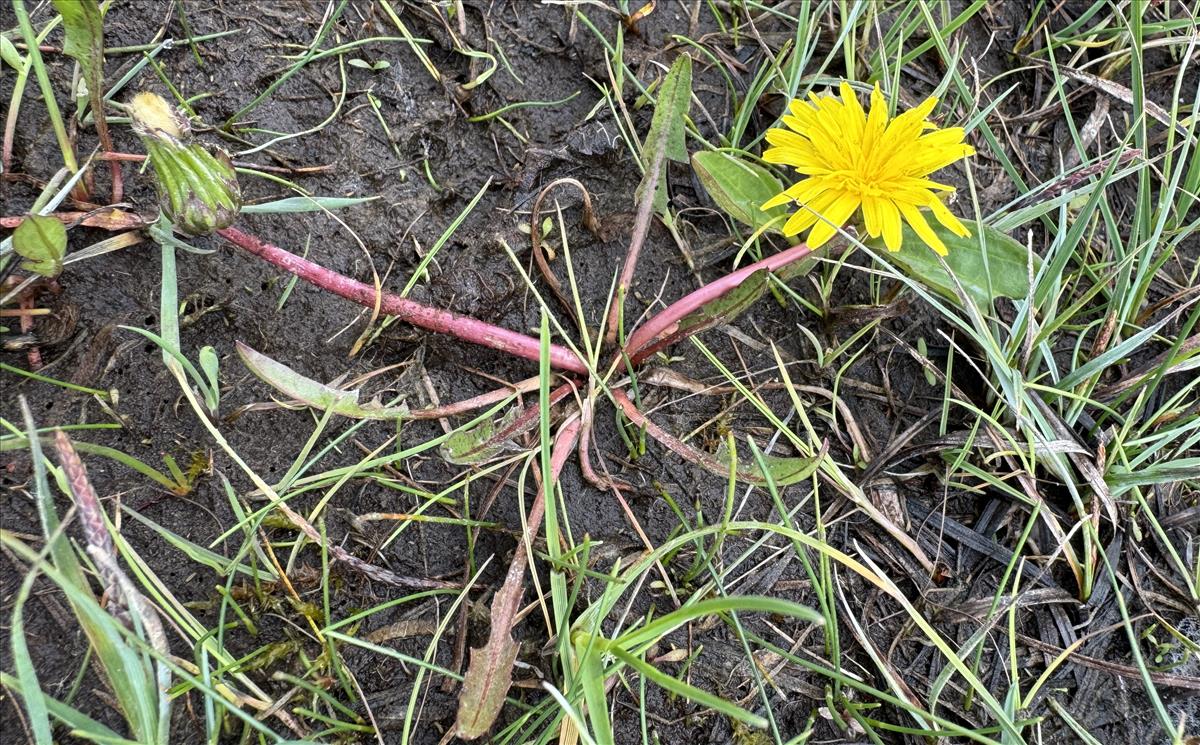 Taraxacum palustre s.s. (door Jelle J. Hofstra)