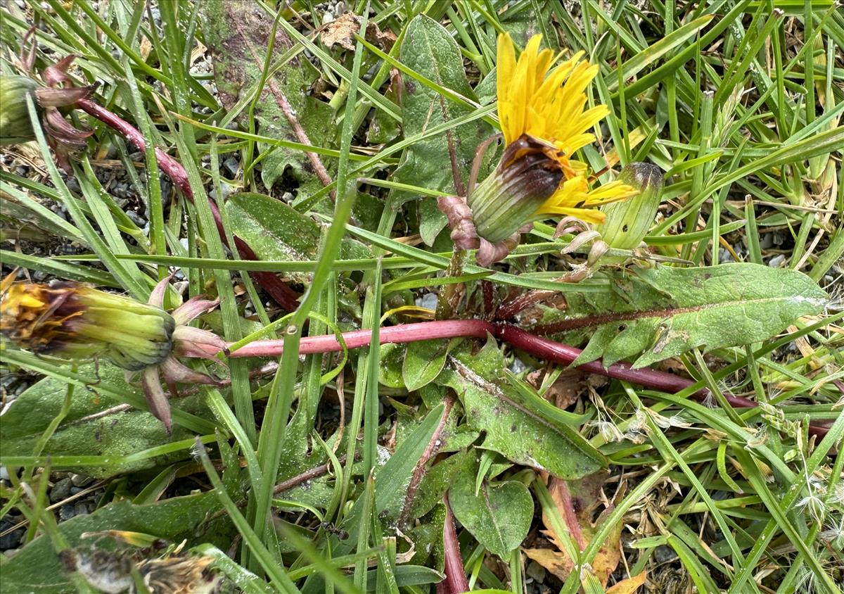 Taraxacum euryphyllum (door Jelle J. Hofstra)