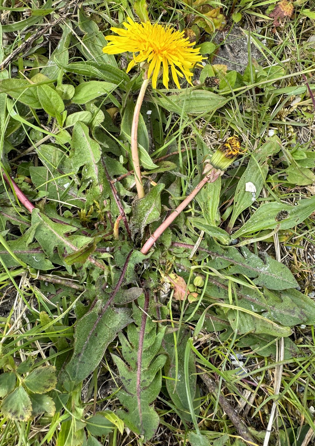 Taraxacum euryphyllum (door Jelle J. Hofstra)